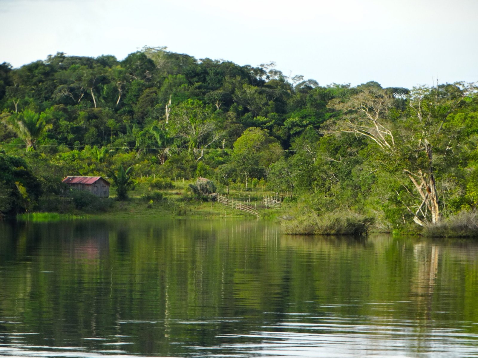 Visit the Brazilian Amazon with a 14-day itinerary, 2026 prices, safety tips, and essential Brazilian Portuguese phrases.